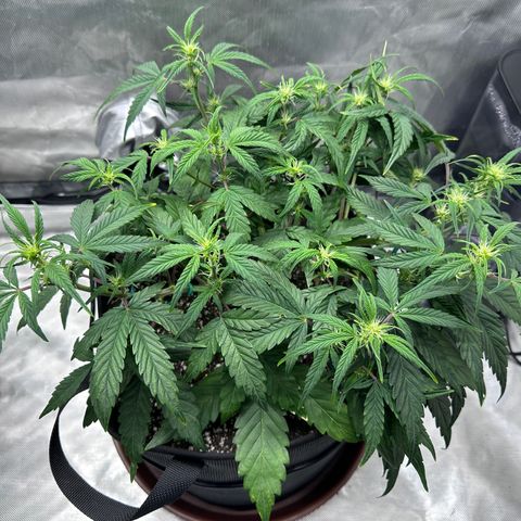 T3-DG growlog photo: D36