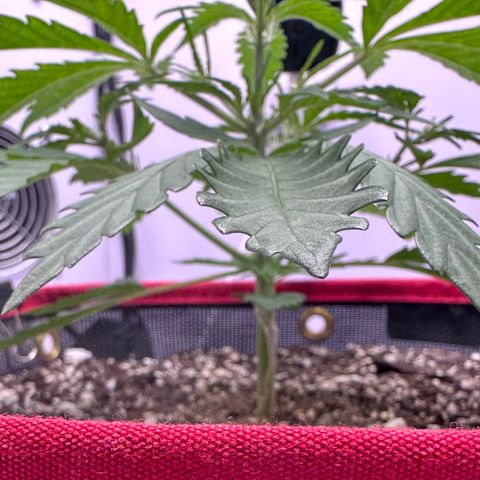A-GC growlog photo: D26