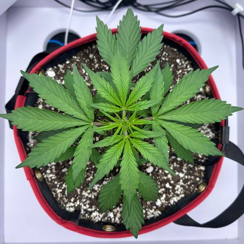 A-GC growlog photo: D26
