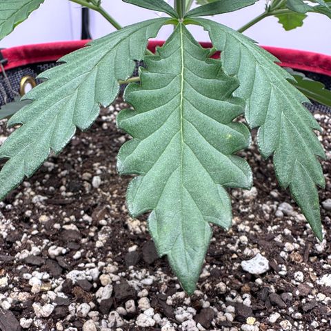 A-GC growlog photo: D26