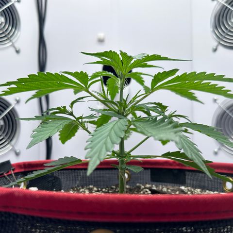 A-GC growlog photo: D26