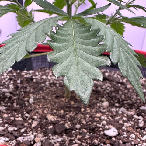 A-GC growlog photo: D26