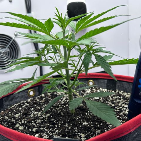 A-GC growlog photo: D26
