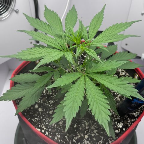 A-GC growlog photo: D26