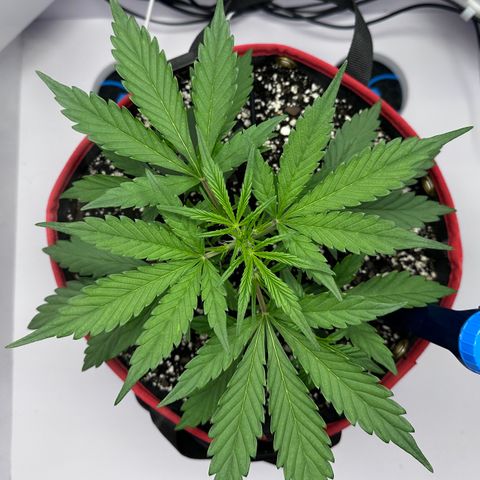 A-GC growlog photo: D26