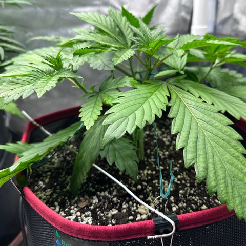 T1-BPP growlog photo: D22