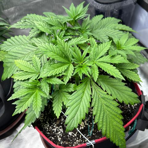 T1-BPP growlog photo: D22