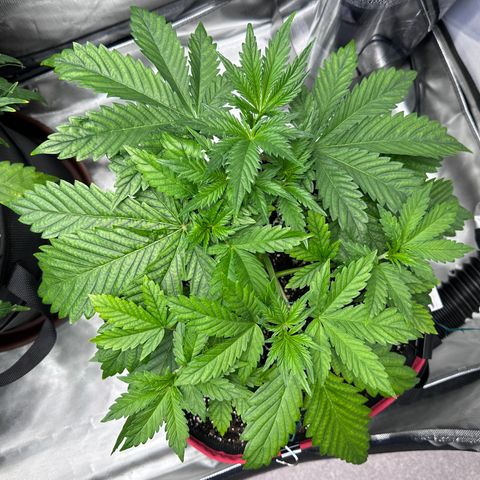 T1-BPP growlog photo: D22