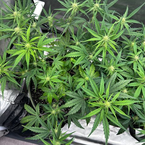 T2-SW growlog photo: D40