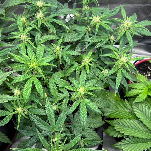 T3-DG growlog photo: D39