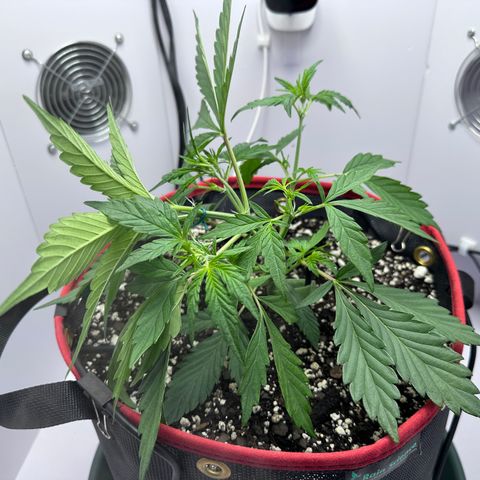 A-GC growlog photo: D27