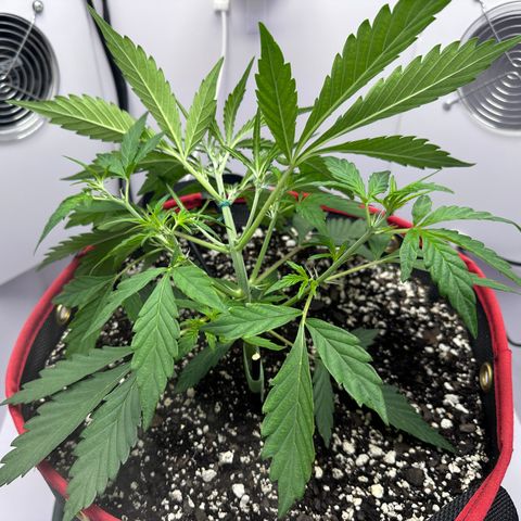 A-GC growlog photo: D27