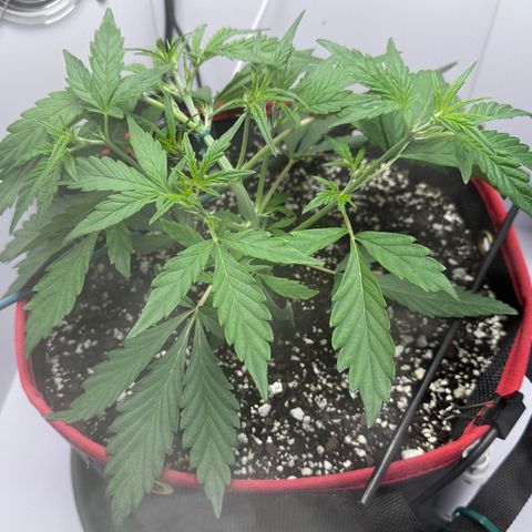 A-GC growlog photo: D27