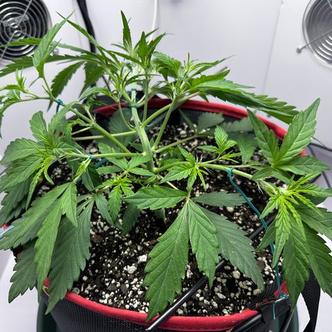 A-GC growlog photo: D28