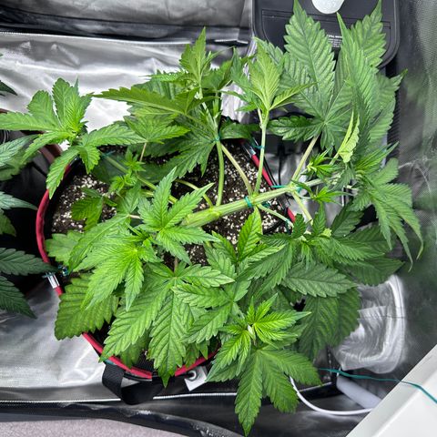 T1-BPP growlog photo: D24