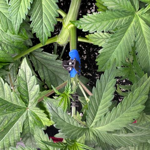 T1-BPP growlog photo: D25