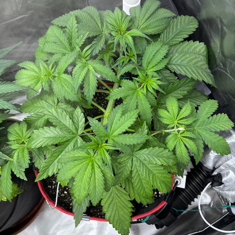 T1-BPP growlog photo: D25