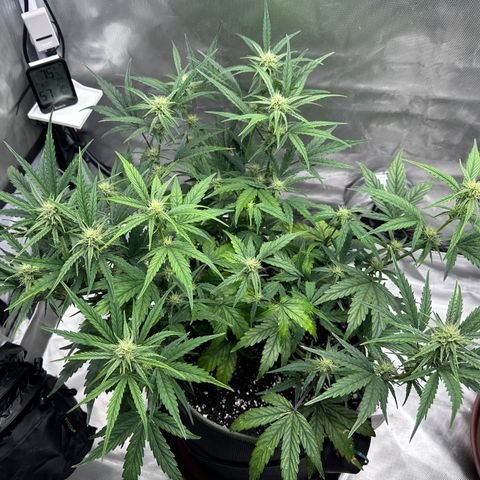 T2-SW growlog photo: D43