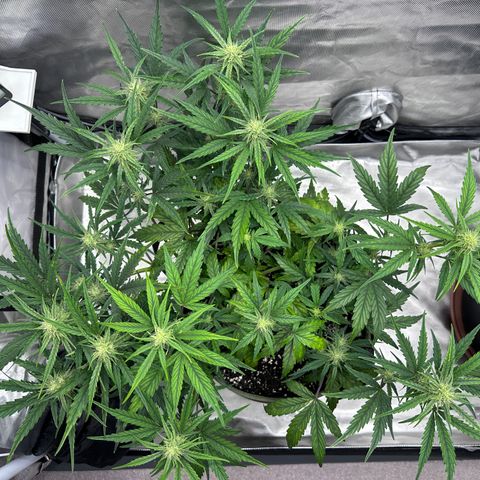 T2-SW growlog photo: D43