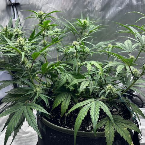 T2-SW growlog photo: D43
