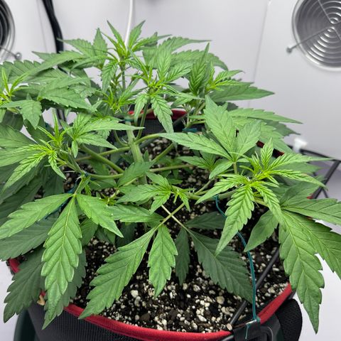A-GC growlog photo: D29
