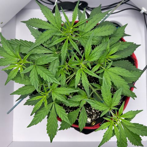 A-GC growlog photo: D29