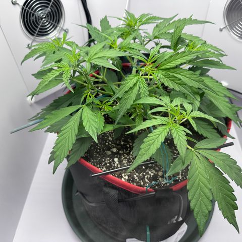 A-GC growlog photo: D30