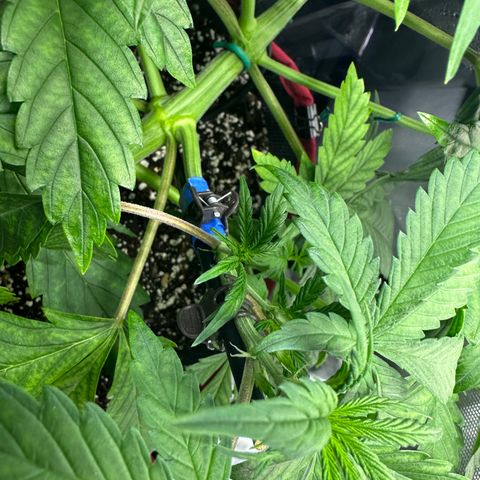 T1-BPP growlog photo: D26