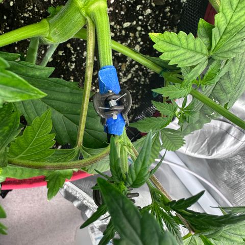 T1-BPP growlog photo: D26
