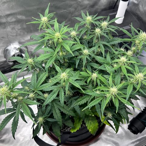 T3-DG growlog photo: D43