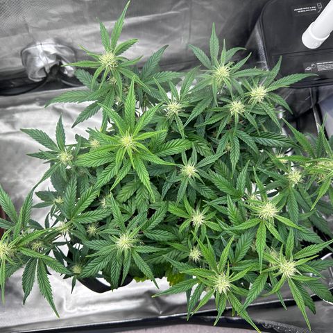 T3-DG growlog photo: D43