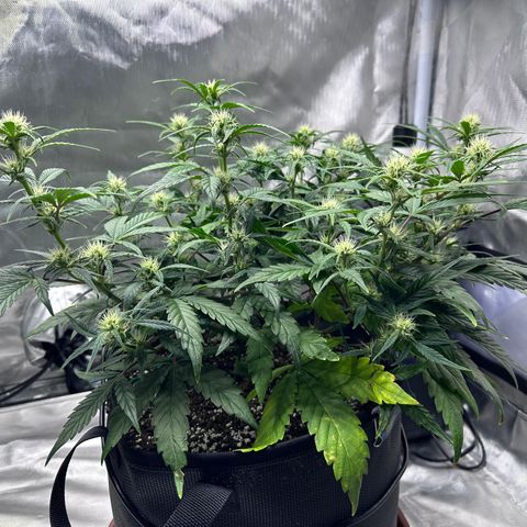 T3-DG growlog photo: D43