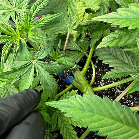 T1-BPP growlog photo: D27