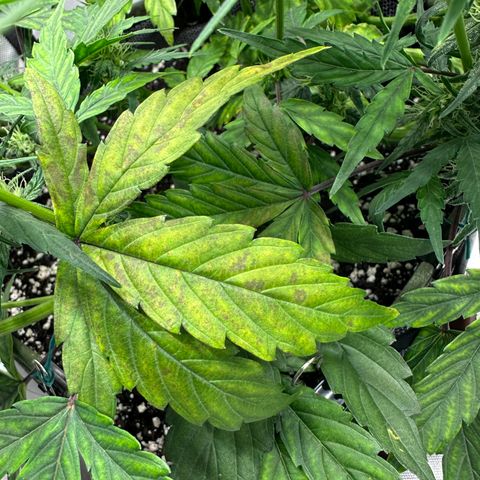 T2-SW growlog photo: D45