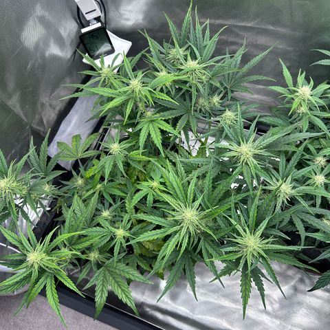 T2-SW growlog photo: D45