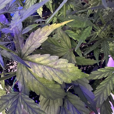 T2-SW growlog photo: D45