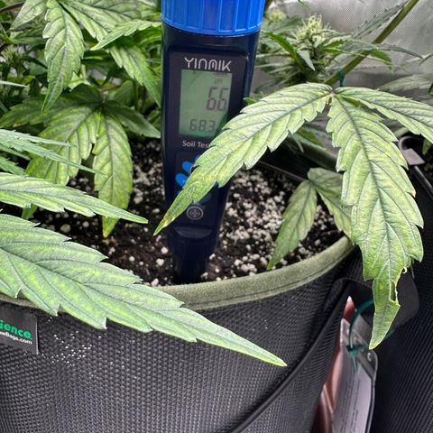 T2-SW growlog photo: D45