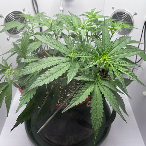A-GC growlog photo: D33