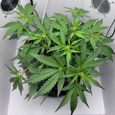 A-GC growlog photo: D33
