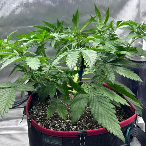 T1-BPP growlog photo: D29