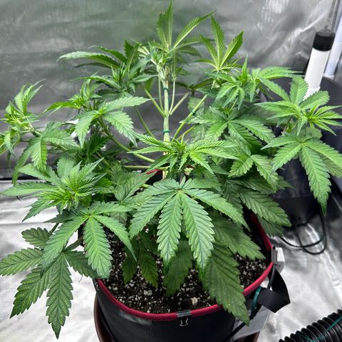T1-BPP growlog photo: D29