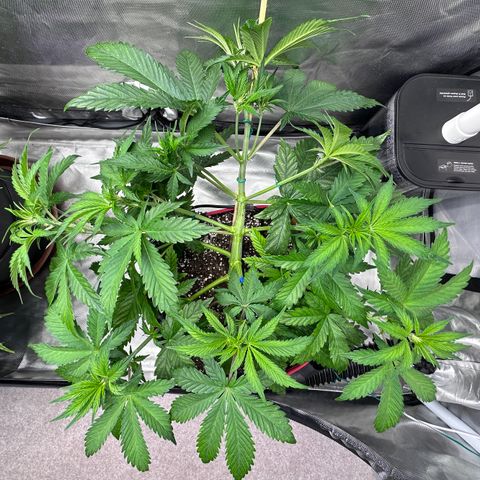T1-BPP growlog photo: D29