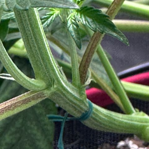 T1-BPP growlog photo: D29