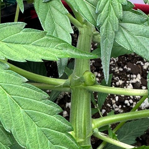 A-GC growlog photo: D33