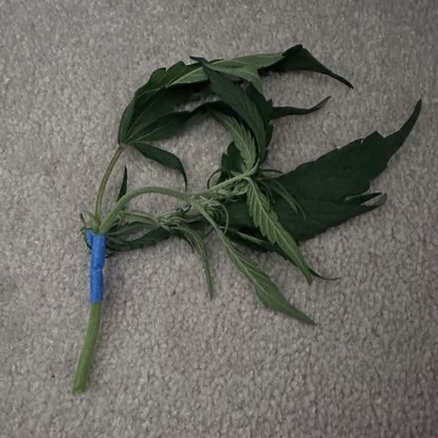 A-GC growlog photo: D33
