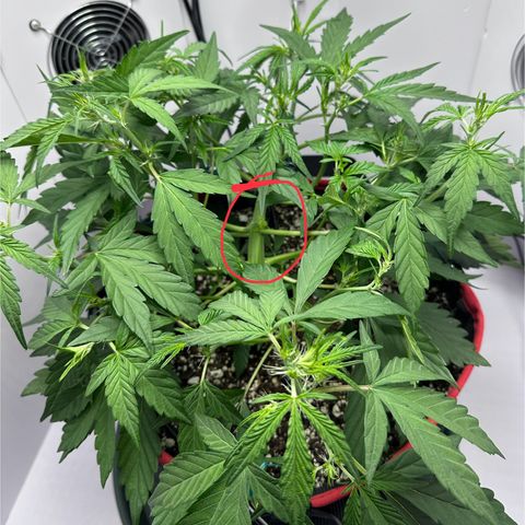 A-GC growlog photo: D33