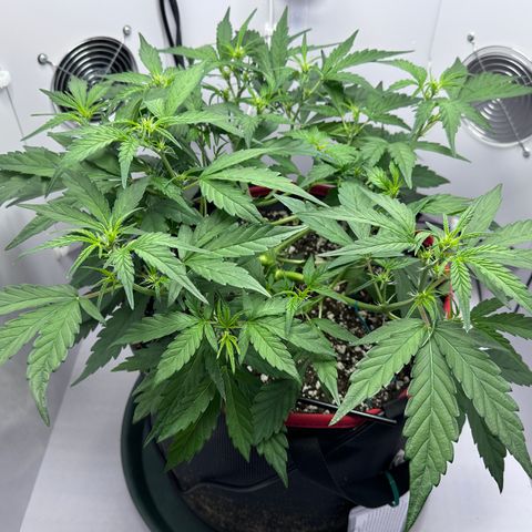 A-GC growlog photo: D34
