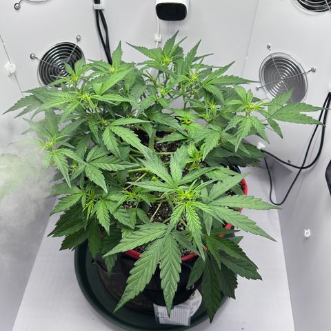 A-GC growlog photo: D34