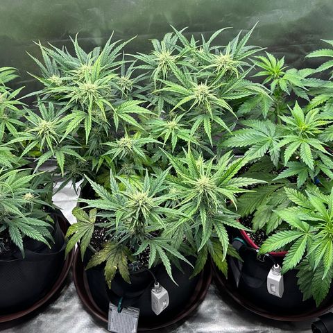 T2-SW growlog timeline photo
