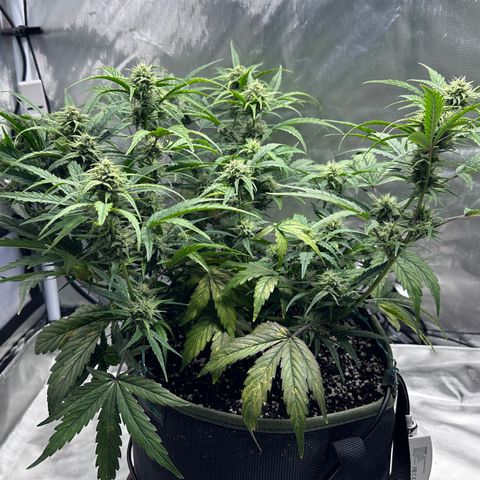 T2-SW growlog photo: D50